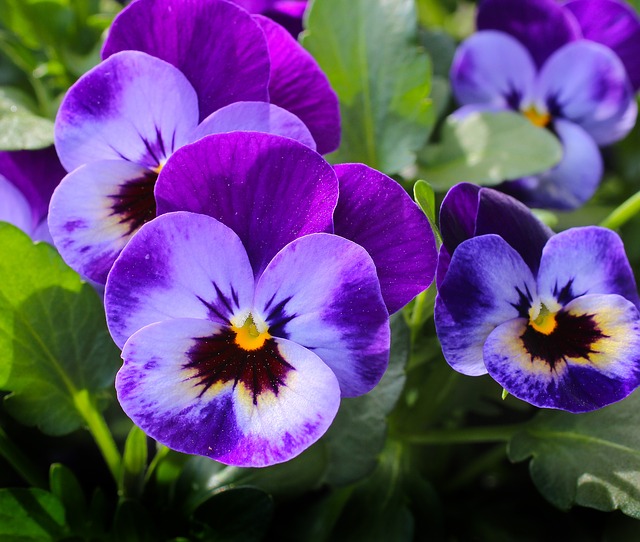 9 Beautiful Ornamentals You Can Eat - Pansy