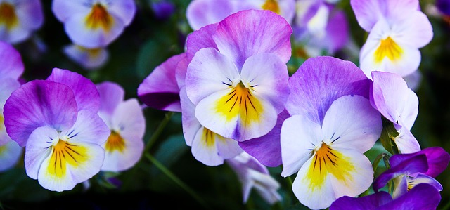 Ornamental Plants You Can Eat - Pansies
