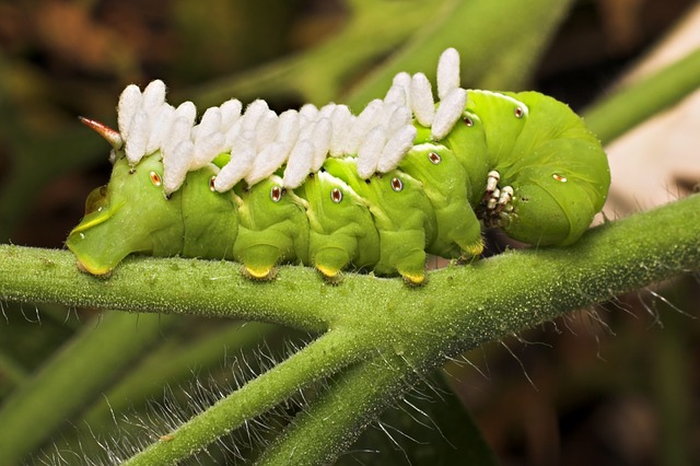 Tomato Hornworm Parasitic Wasp