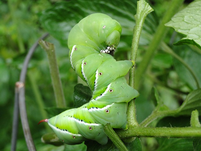 Hornworm Eating Tomato Leaf