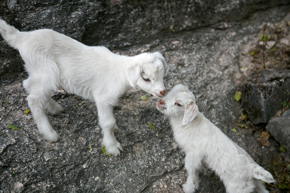 two-baby-goats-cuteness