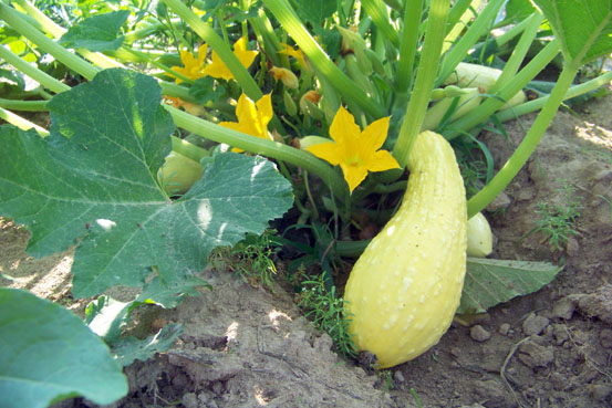 squash-blooms-and-fruit