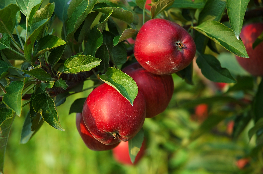 fresh-ripe-apples-on-the-tree