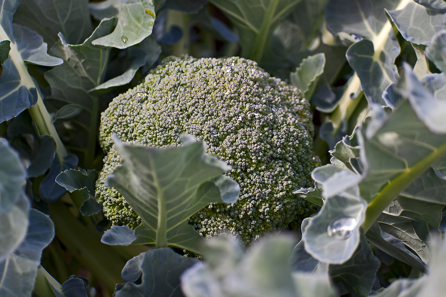 fresh-broccoli-growing-in-the-garden