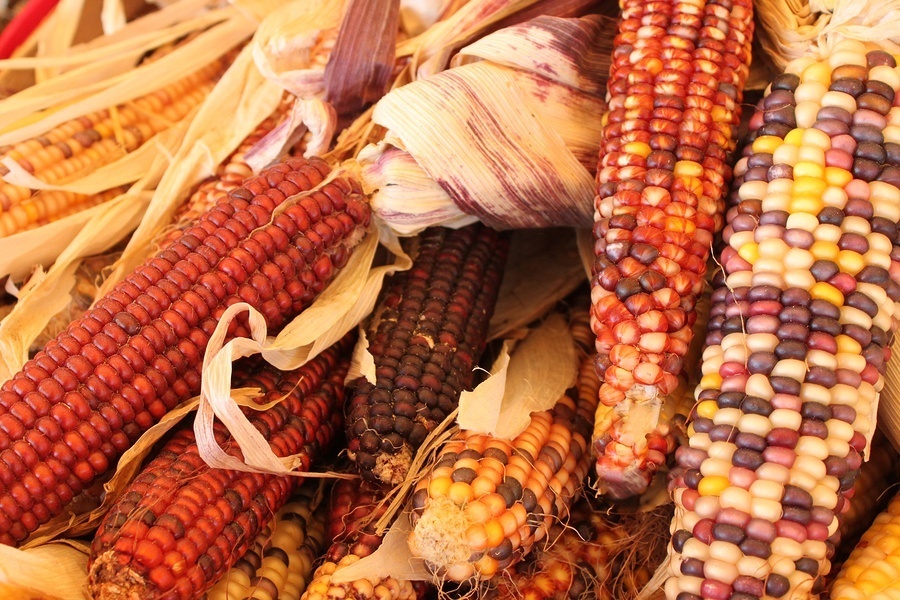 heirloom-native-american-corn-varieties