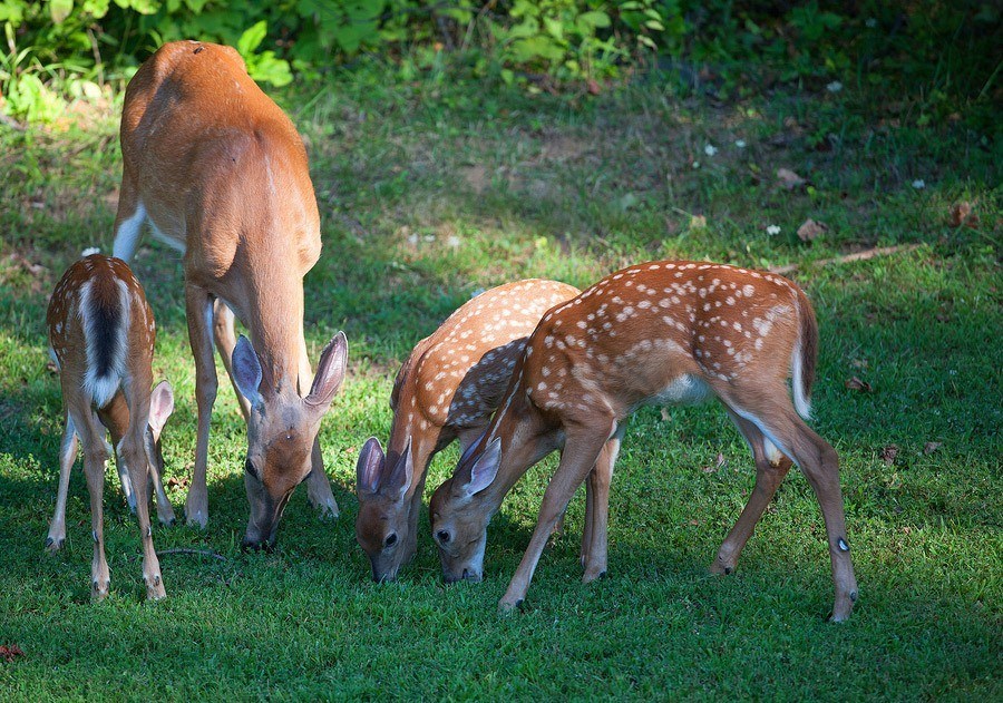 a-family-of-deer-browsing-for-breakfast