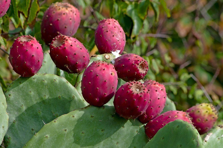 ripe-prickly-pear-fruits