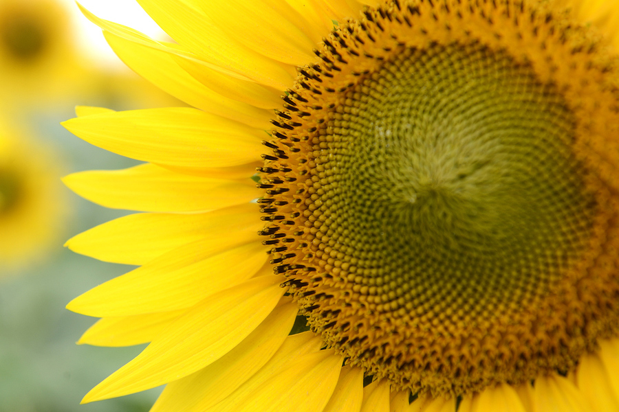 sunflower-closeup