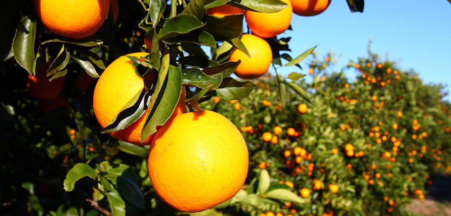 florida-orange-grove