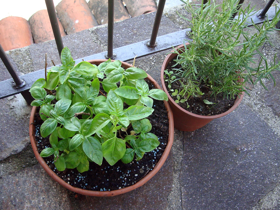 basil-and-rosemary-growing-in-a-balcony-garden