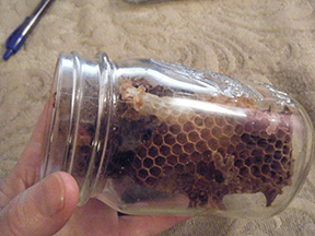 Bee and comb in jar