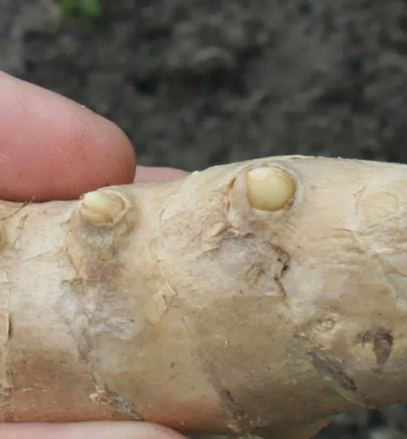 Nice grocery store ginger for planting