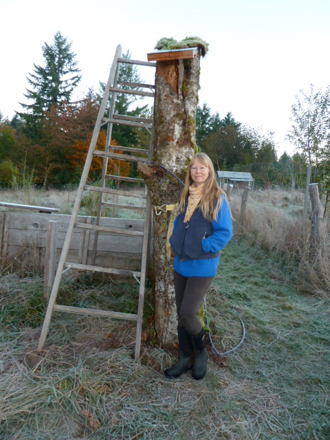 Tree hive secured in new place