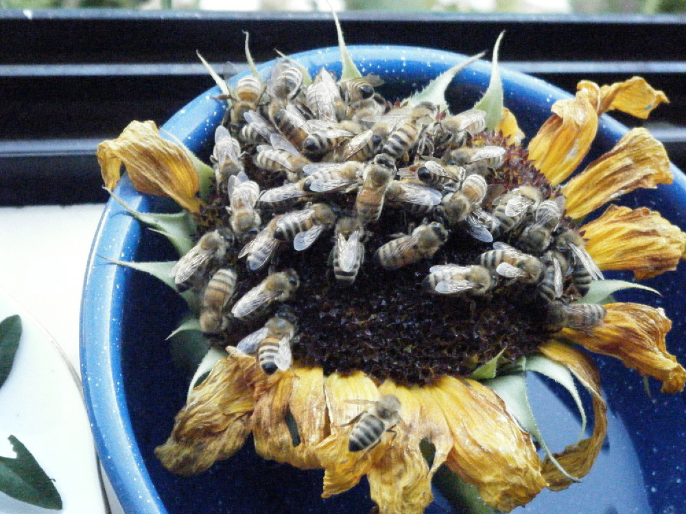 Bees getting water on a sunflower