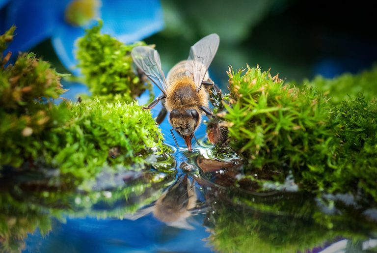 Bees Need Water Too The Grow Network The Grow Network