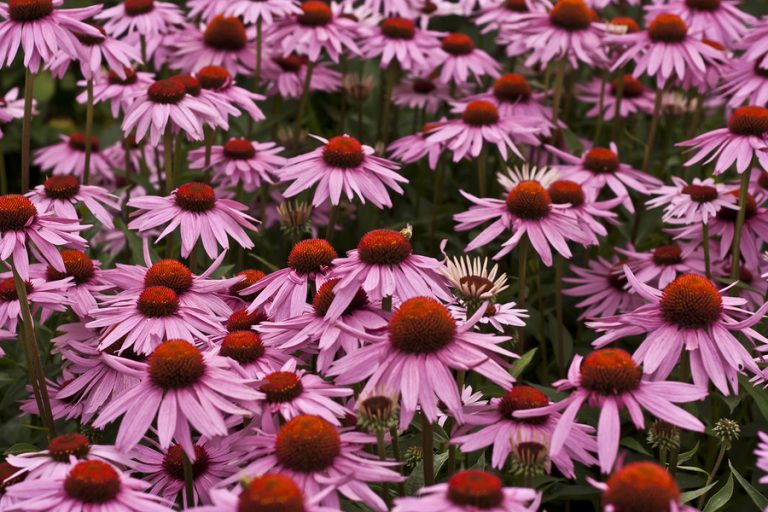5 Healing Benefits of Echinacea Antiviral, Immune Stimulant