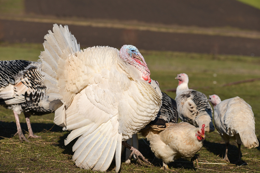 turkeys-at-pasture