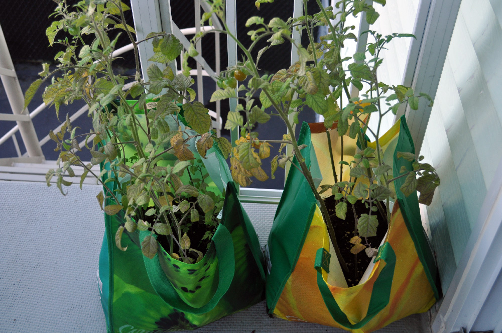 Creative planters from cloth shopping bags