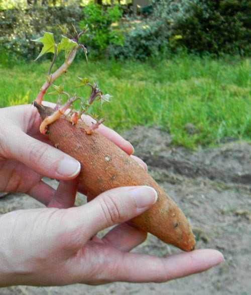 Plant sweet potatoes from tubers
