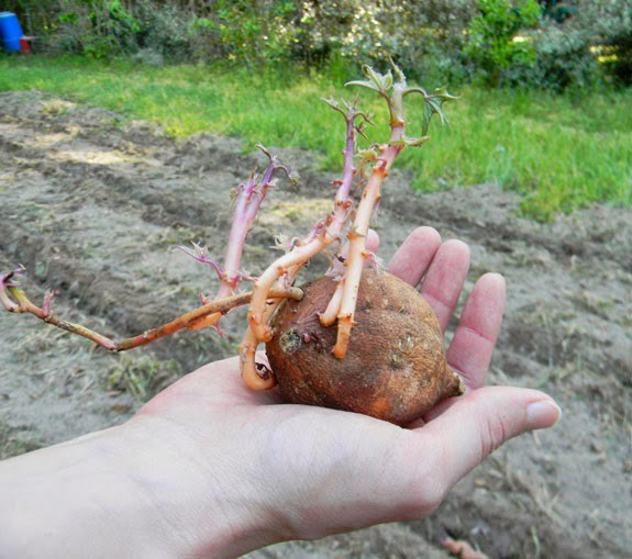 Plant sweet potatoes from old plants