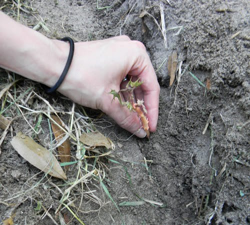 Plant sweet potatoes from vines