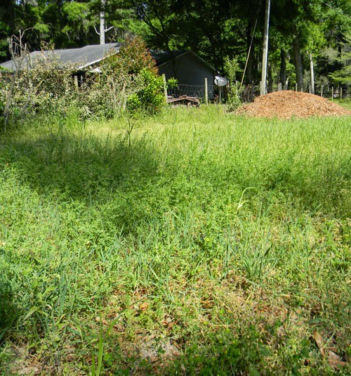 Potato bed with rye and lentil cover crops