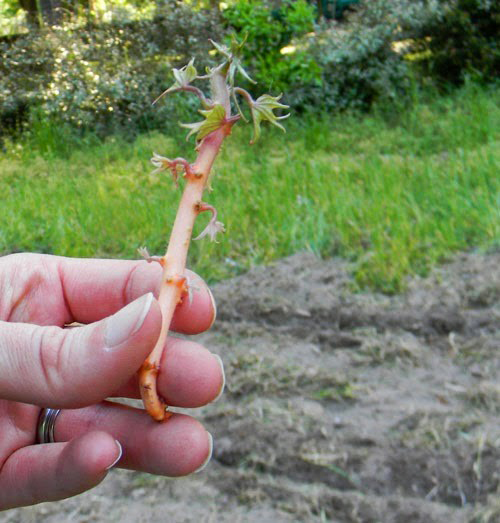 Plant sweet potatoes from the pantry