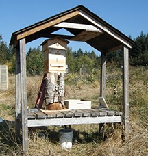 Rescued tree hive