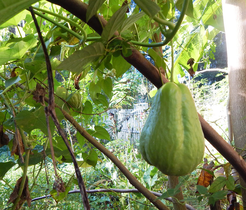 Chayote squash ready for harvest