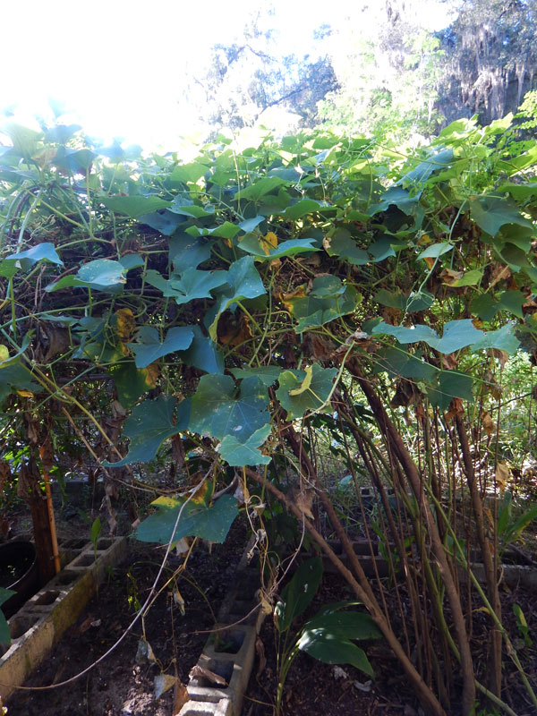 Chayote squash climbing on a pomegranate tree