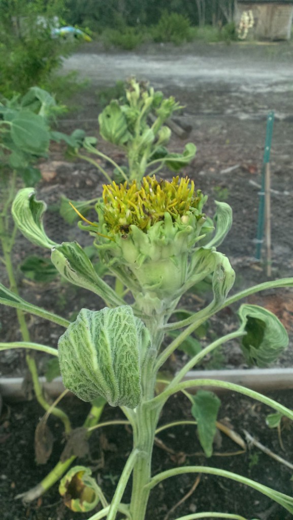 Pesticide damage in garden - dangers of straw bale gardening