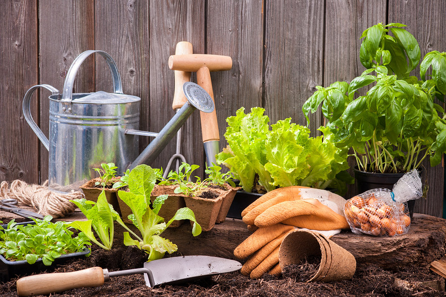 Garden tools and lettuce seedlings