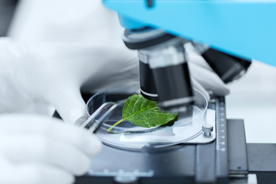 Scientist examining a leaf with a microscoper