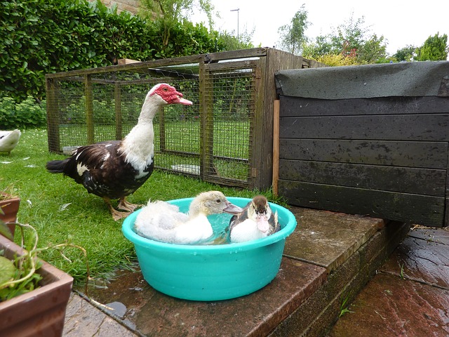 Why Switch From Chickens to Ducks? (The Grow Network)