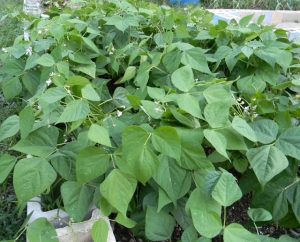 The Pros and Cons of Intensive Gardening - The Grow Network : The Grow