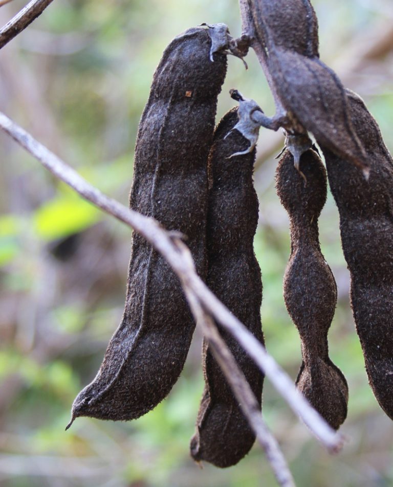 Boost Your Testosterone With Velvet Beans The Grow Network The Grow