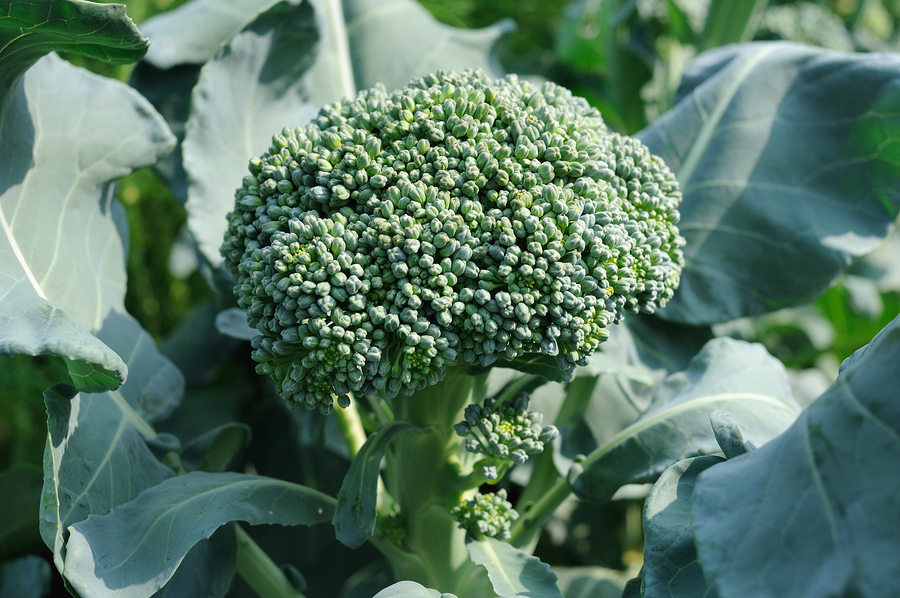 The 5 Best Veggies to Grow in the Fall | The Grow Network