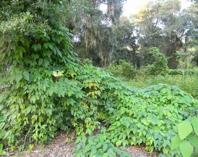 Velvet beans grow prolifically in full sun. (The Grow Network)