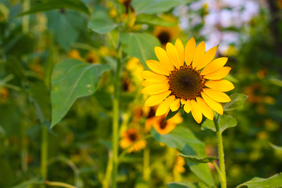 Sunflower drought crop