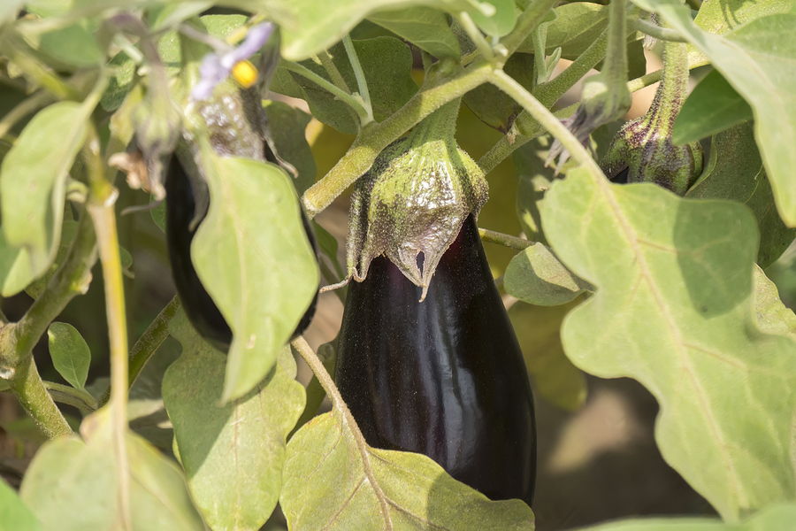 Eggplant for vegetable gardening in drought conditions