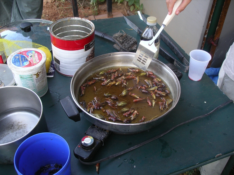 Eating Bugs - Fresh grasshoppers cook in a skillet, spiced with tamari sauce they are delicious. (PRNewsFoto/Little Herds)