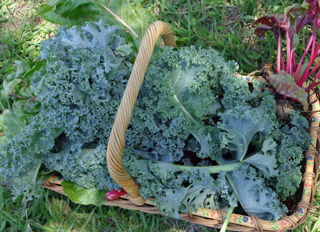 Kale from the fall vegetable garden