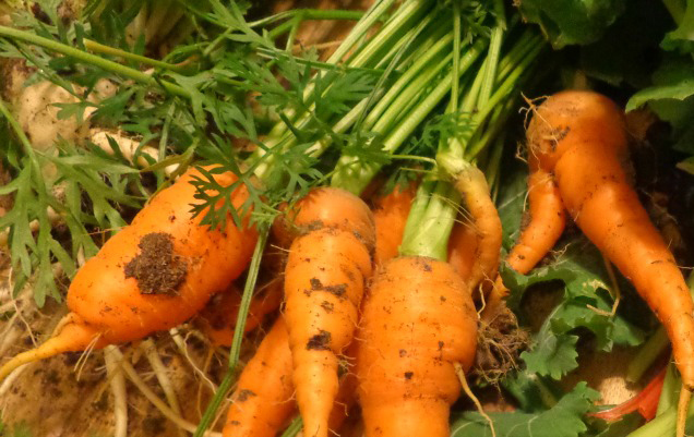 Carrots from fall vegetable garden