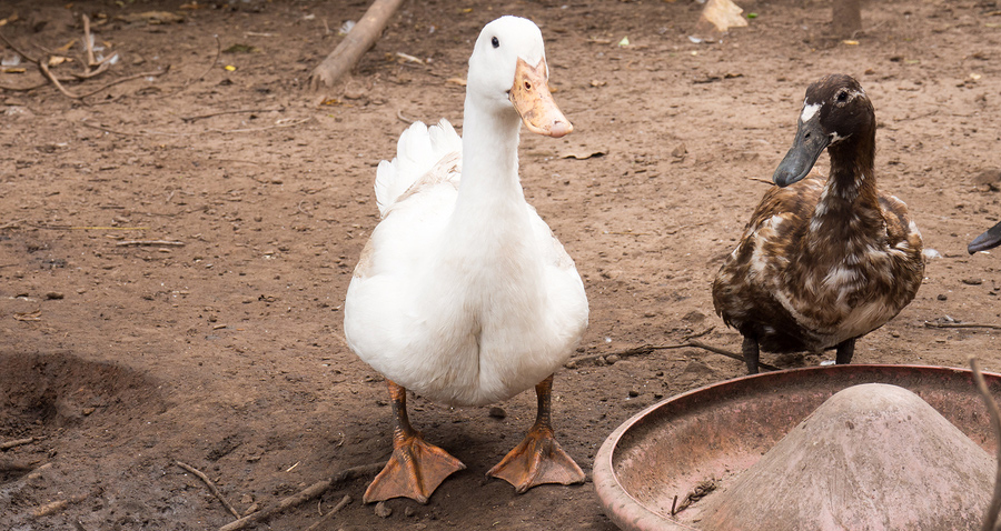 Domesticated ducks