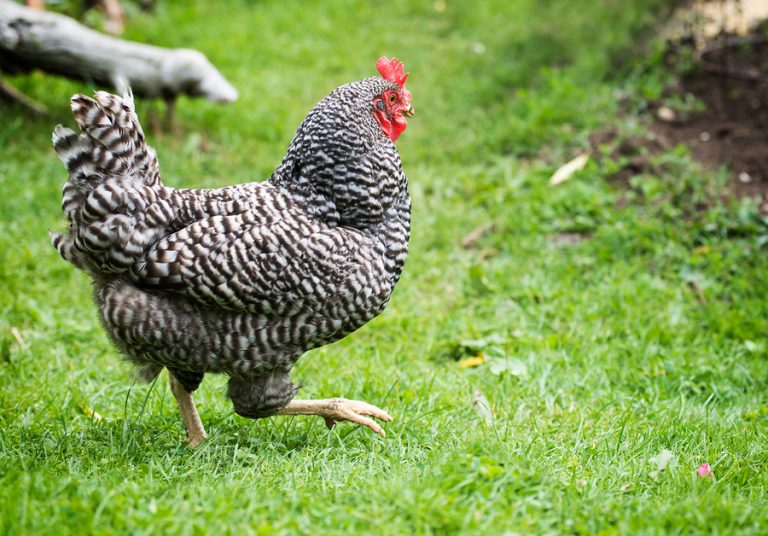 The Top 3 Egg Laying Chickens for Hot Climates The Grow Network The