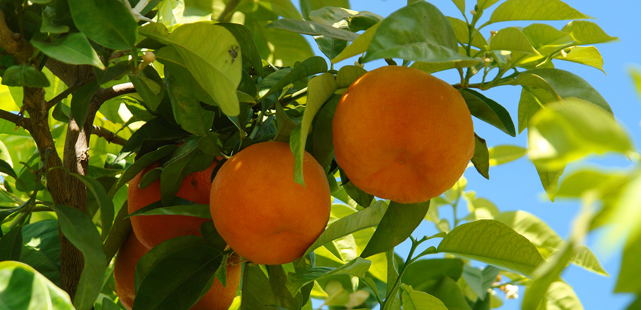 Navel orange tree
