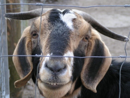 Raising goats in hot climates