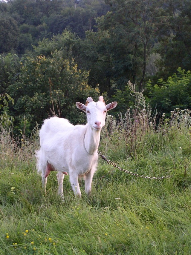 Raising goats on the homestead