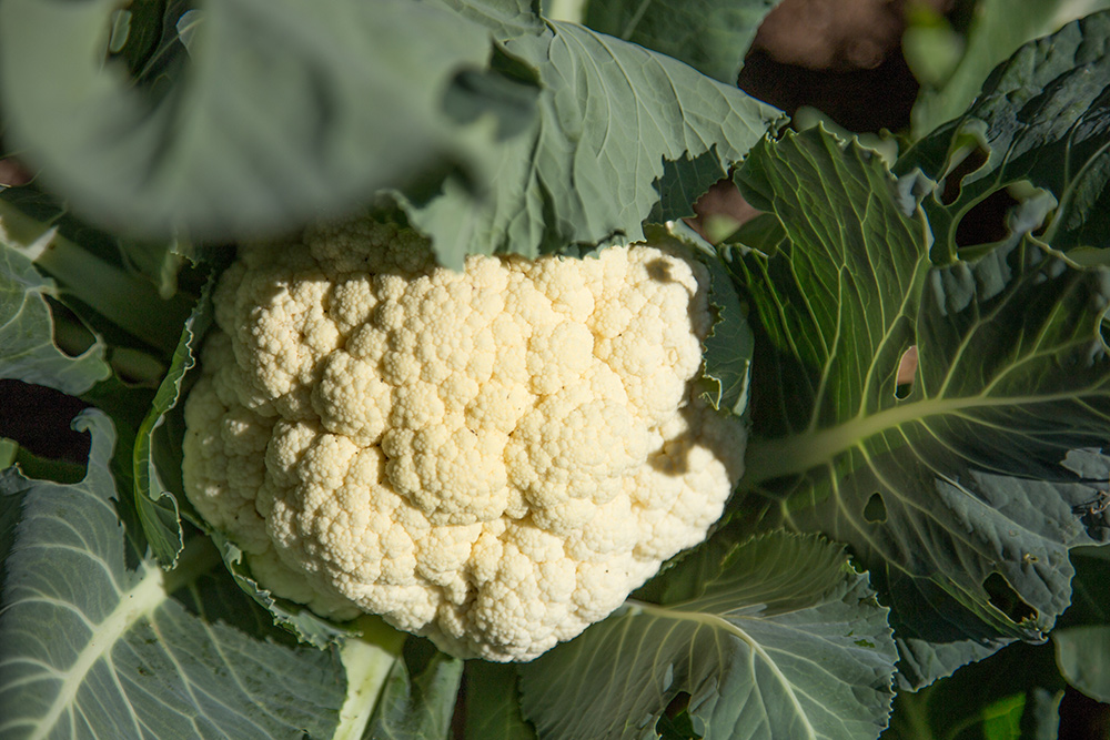 Cauliflower - how to cook cauliflower and other questions answered.