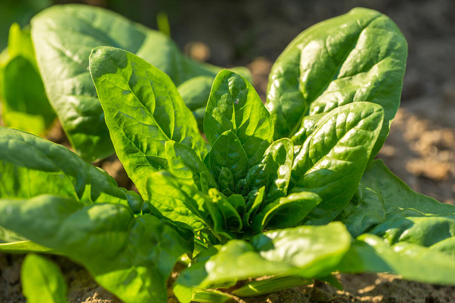 Healthy salad greens - Young spinach plant